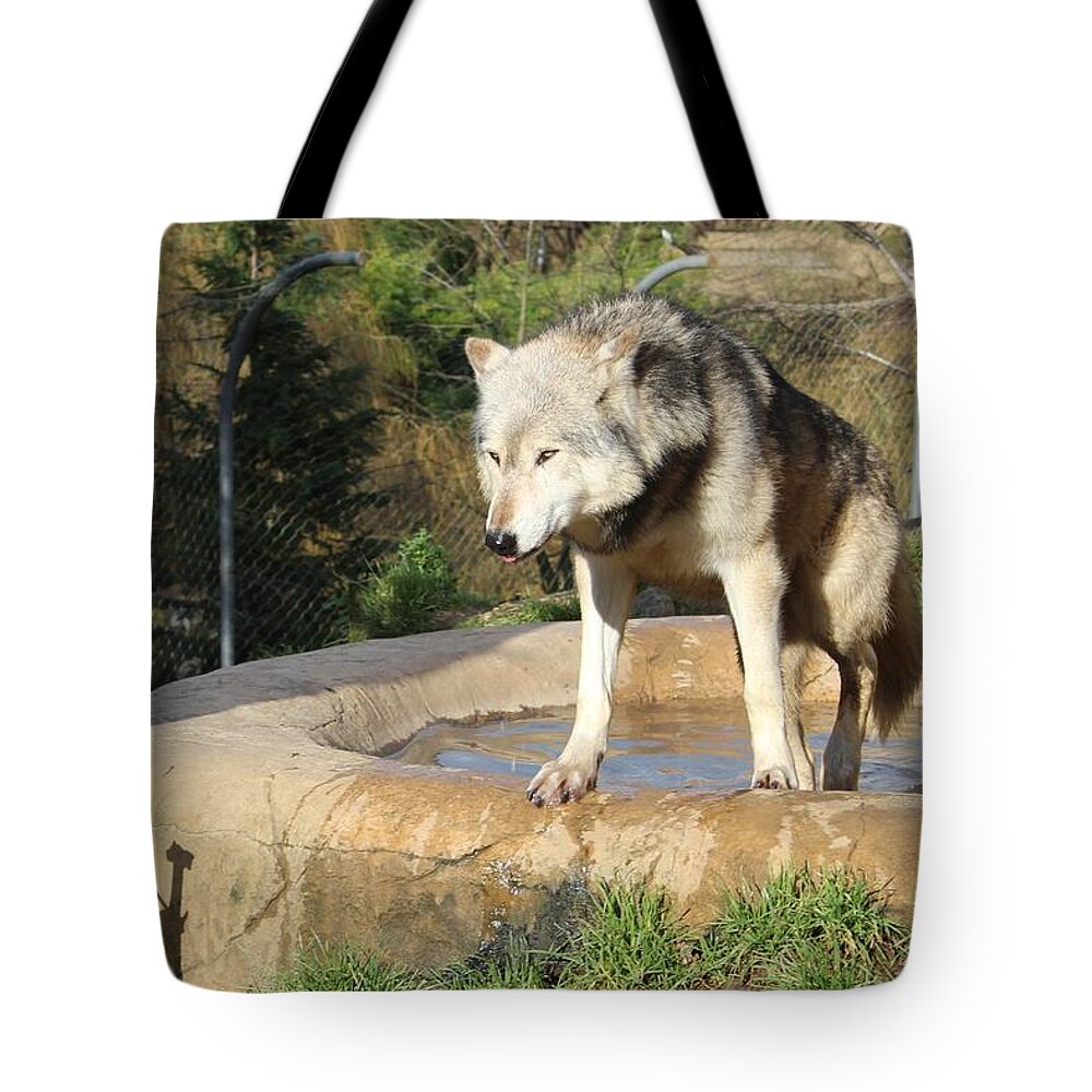 Wolf Tote Bag featuring the photograph Wolf by Sarah Qua