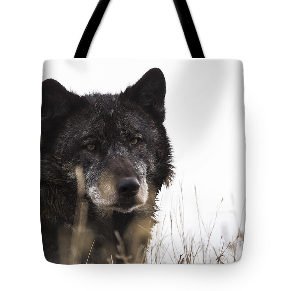 Wolf Tote Bag featuring the photograph Black Wolf by Steve Triplett