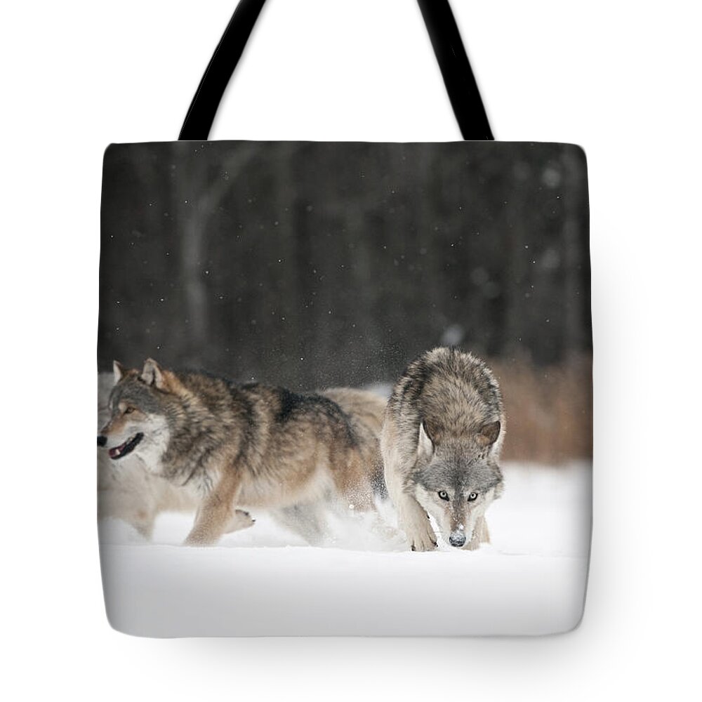 Canis Lupus Tote Bag featuring the photograph Wolves In Winter by John Shaw