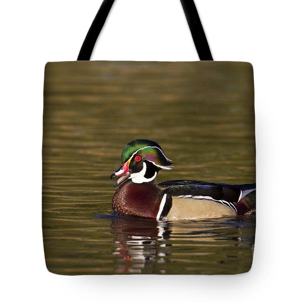 Wood Duck Tote Bag featuring the photograph Wood duck calling by Bryan Keil