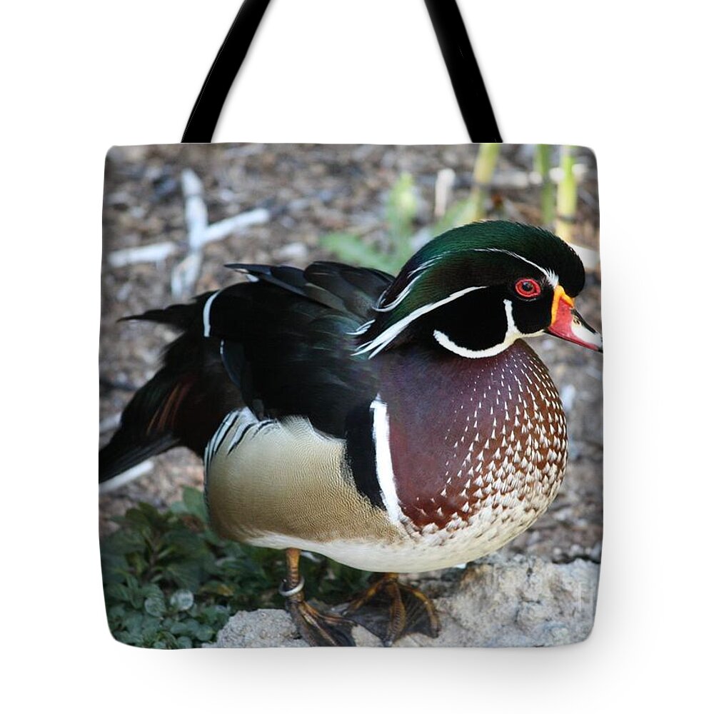 Wood Duck Tote Bag featuring the photograph Wood Duck by Carol Groenen