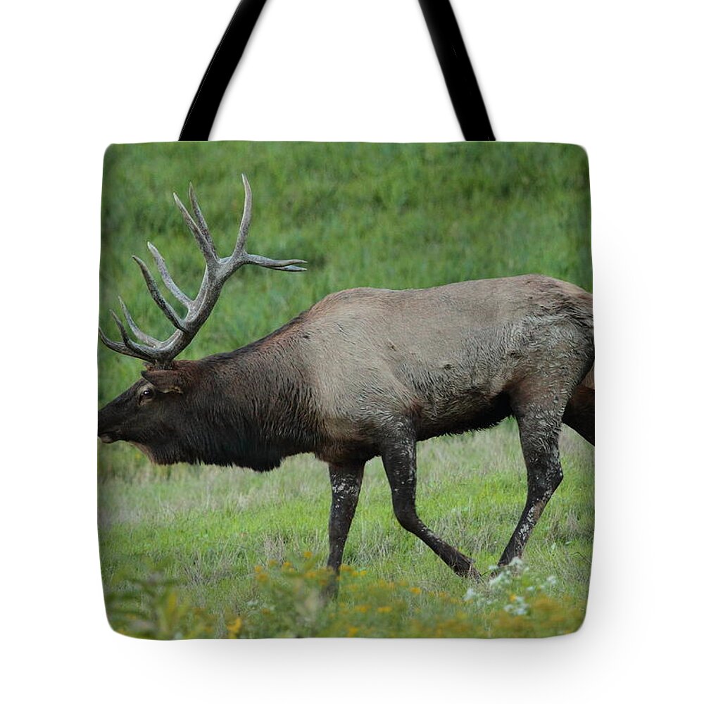 Elk Tote Bag featuring the photograph Wpiti In Rut by Bruce J Robinson