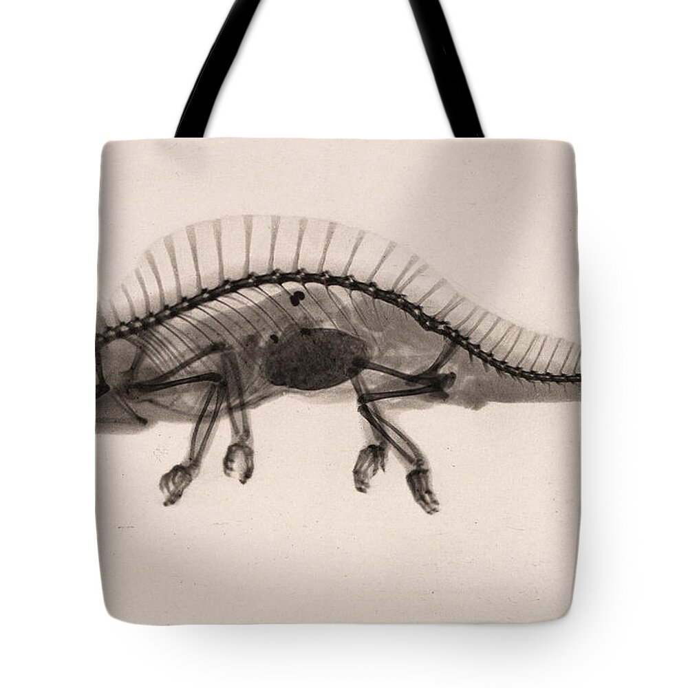 History Tote Bag featuring the photograph X-ray Of Crested Chameleon, 1896 by Metropolitan Museum of Art