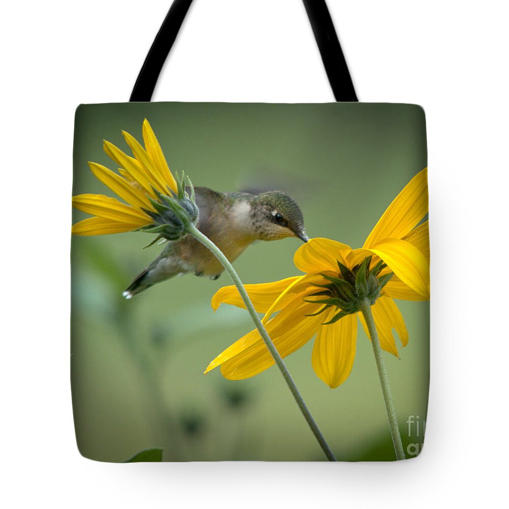 Ruby-throated Hummingbird Tote Bag featuring the photograph Yellow and Green by Cheryl Baxter