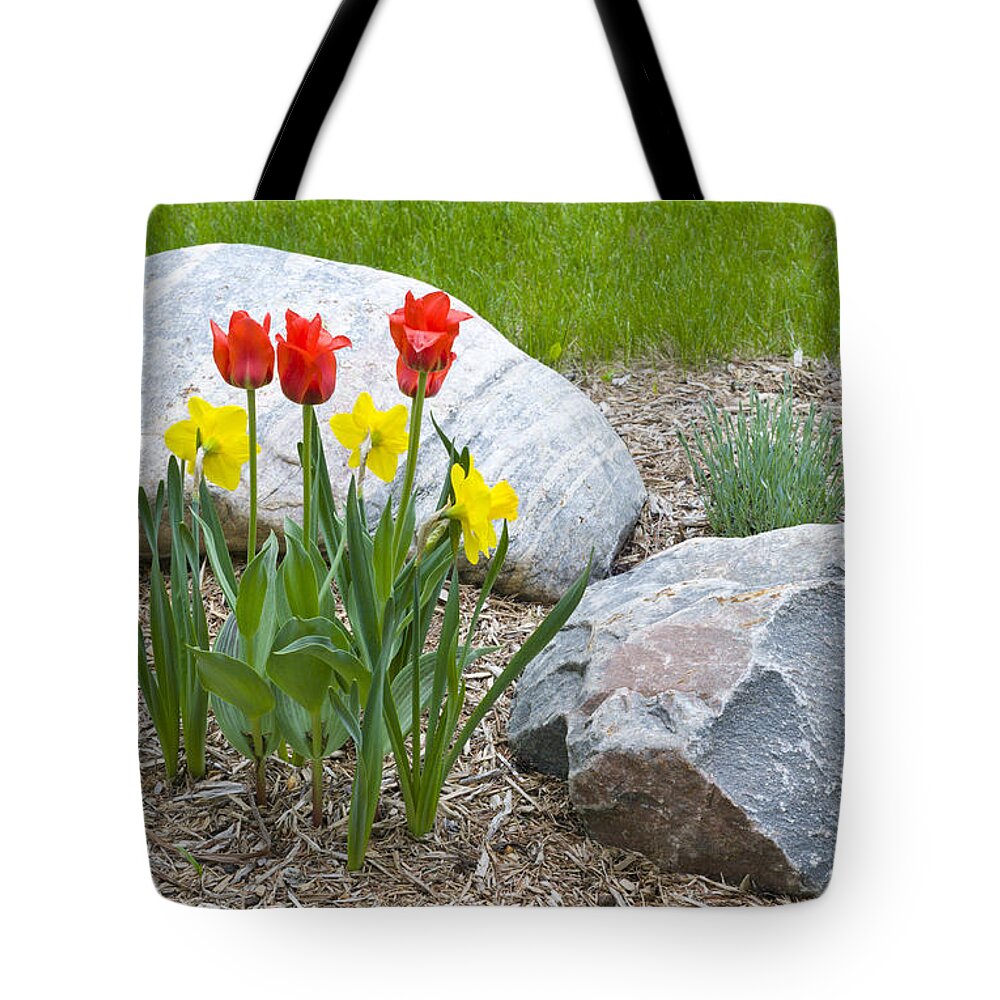 Nature Tote Bag featuring the photograph Yellow and Red Tulips with Two Rocks by Lynn Hansen