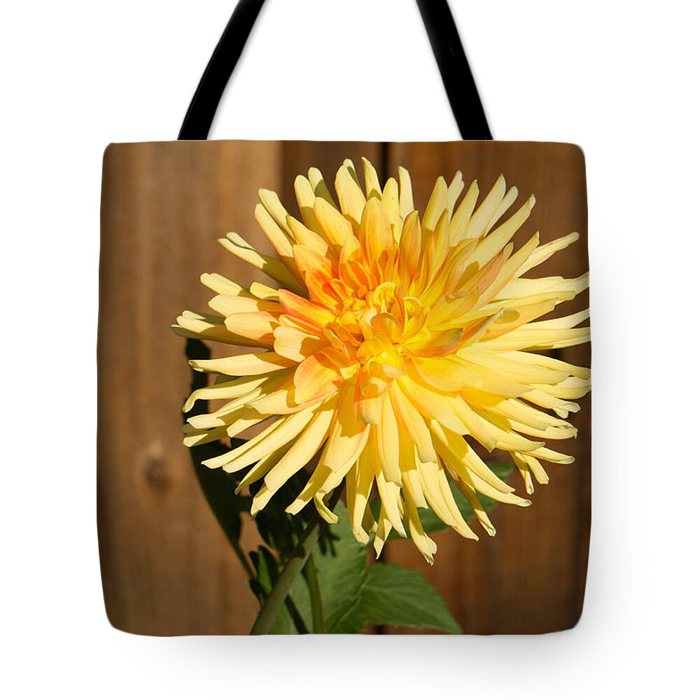 Yellow Tote Bag featuring the photograph Yellow Dahlia by Weir Here And There
