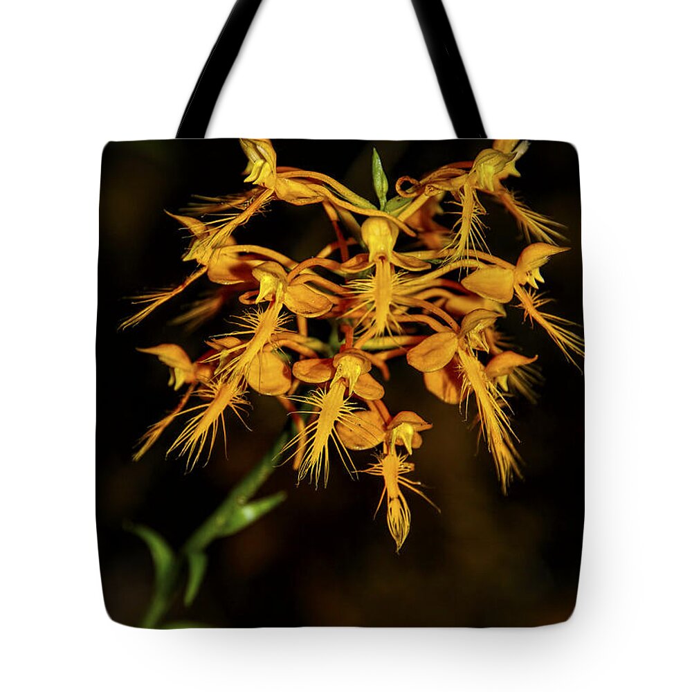 Yellow Fringed Orchid Tote Bag featuring the photograph Yellow Fringed Orchid by Barbara Bowen