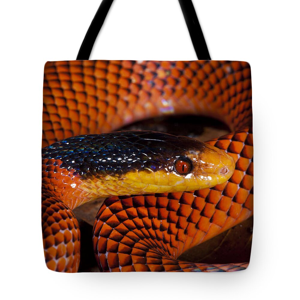 Feb0514 Tote Bag featuring the photograph Yellow-headed Calico Snake Yasuni by Pete Oxford