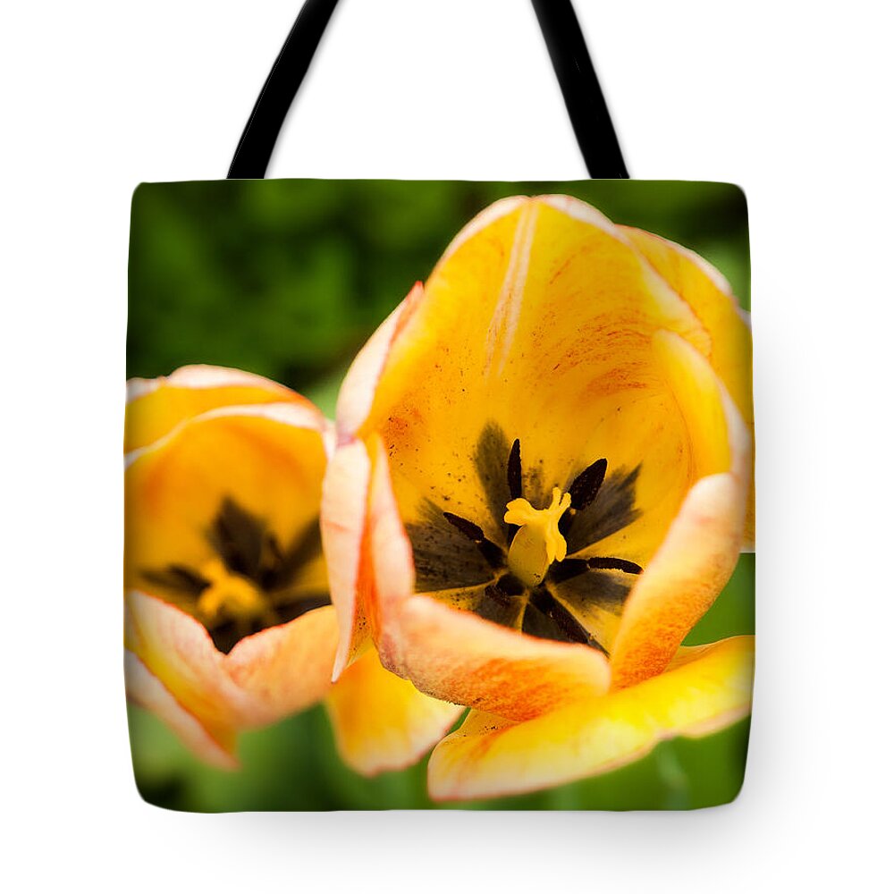 Tulip Tote Bag featuring the photograph Yellow tulips by Davorin Mance