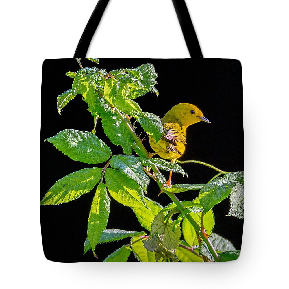 Warbler Tote Bag featuring the photograph Yellow Warbler by Bill Wakeley