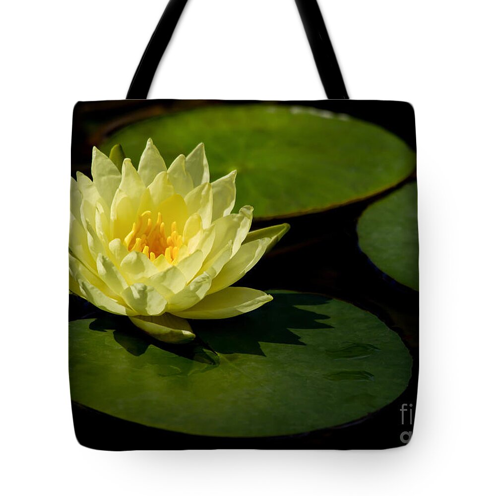 Flowers & Plants Tote Bag featuring the photograph Yellow Water Lily Sitting Pretty by Sabrina L Ryan