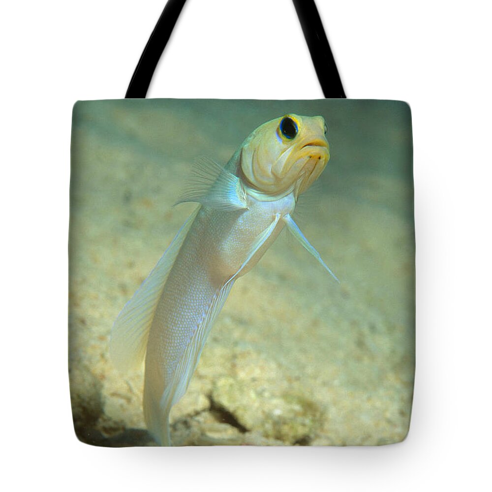 Yellowhead Jawfish Tote Bag featuring the photograph Yellowhead Jawfish by Andrew J. Martinez