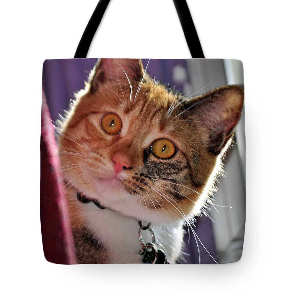 Feline Tote Bag featuring the photograph You Talking to Me? by Tikvah's Hope