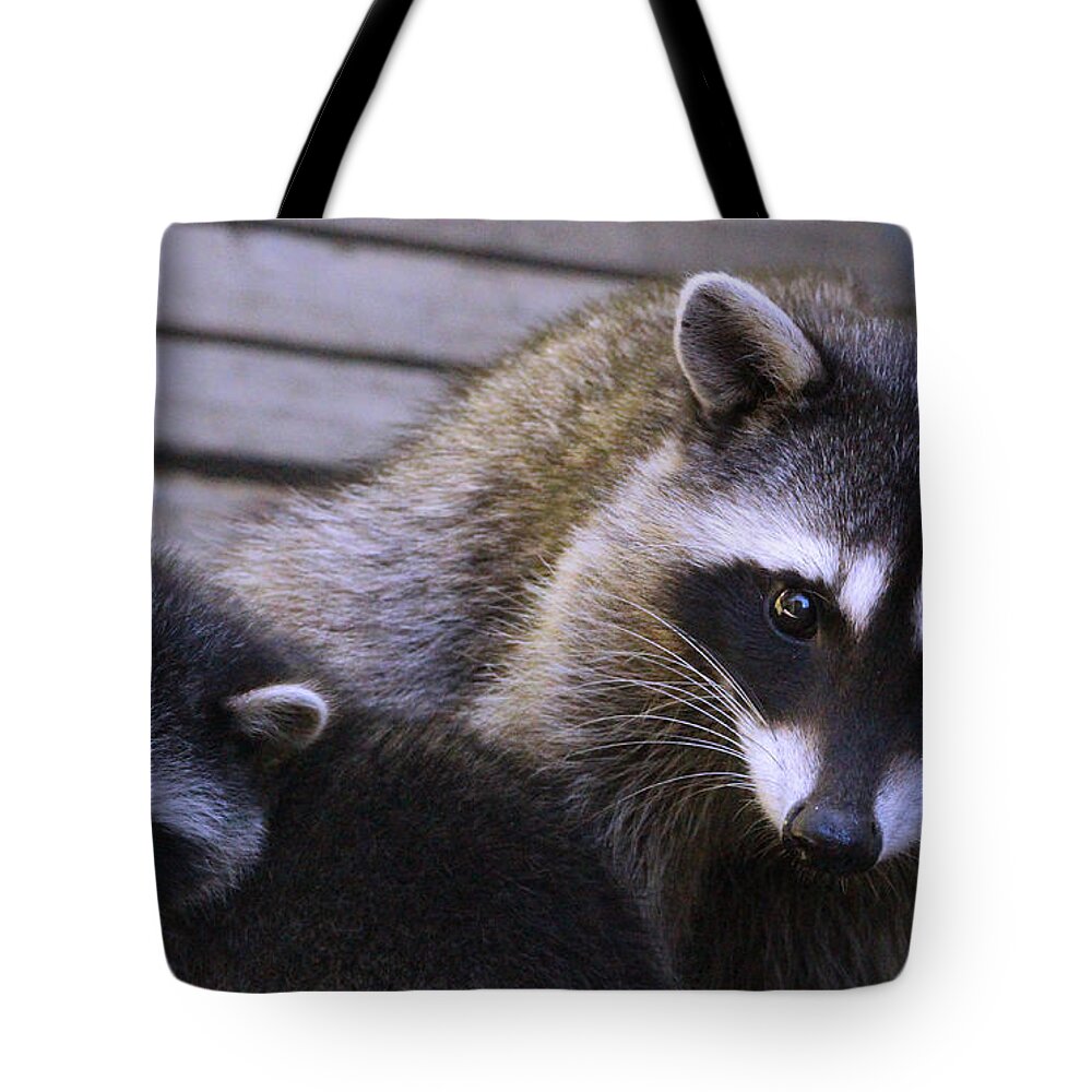 Mammals Tote Bag featuring the photograph You Talking to Us? by Kym Backland