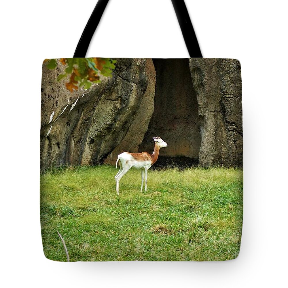 Addra Gazelle Tote Bag featuring the photograph Young Addra Gazelle by Jean Goodwin Brooks
