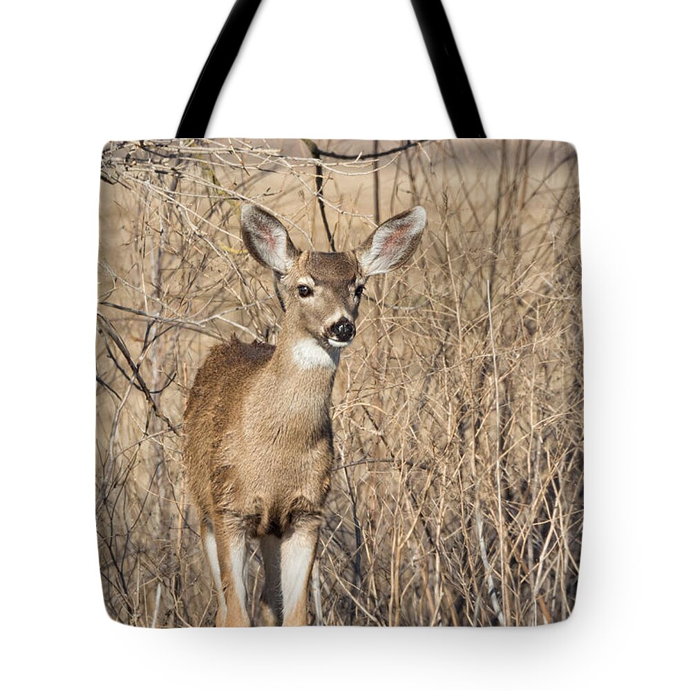 Black Tote Bag featuring the photograph Young Black-tailed Deer by Kathleen Bishop