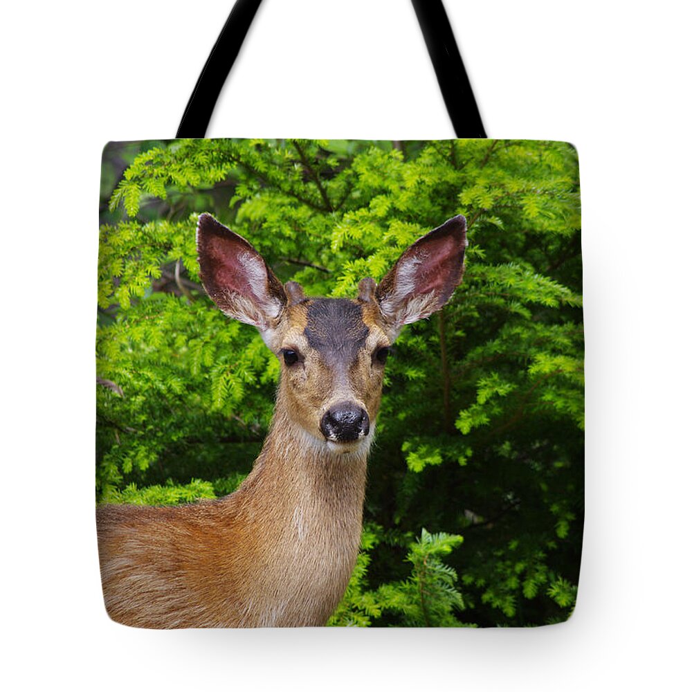 Animal Tote Bag featuring the photograph Young Buck by Adria Trail