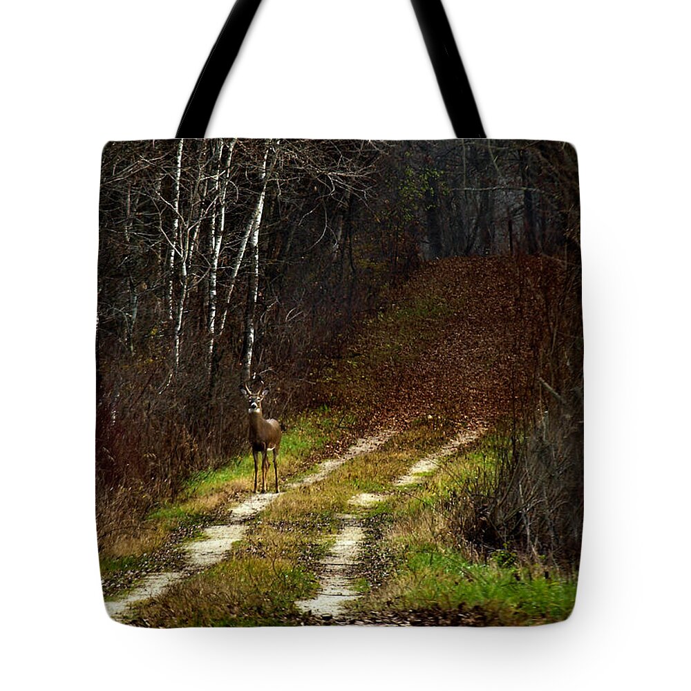 Whitetail Deer Tote Bag featuring the photograph Young Buck and Autumn by Thomas Young