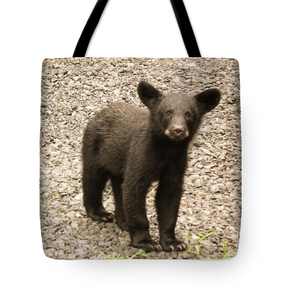 Young Tote Bag featuring the photograph Young Cub by Jan Dappen