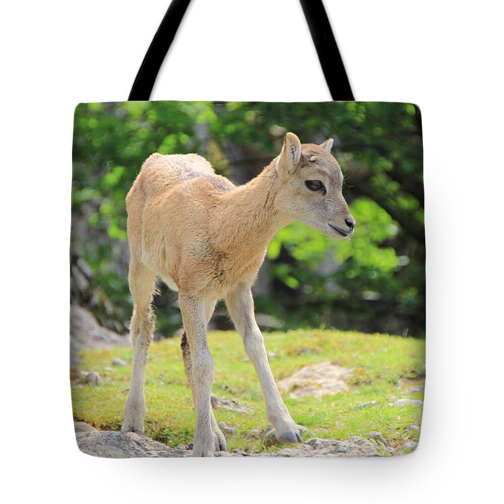 Animal Tote Bag featuring the photograph Young Goat by Amanda Mohler