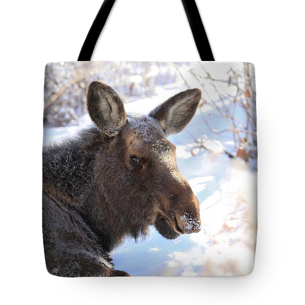 Moose Tote Bag featuring the photograph Young Moose Resting by Marty Fancy