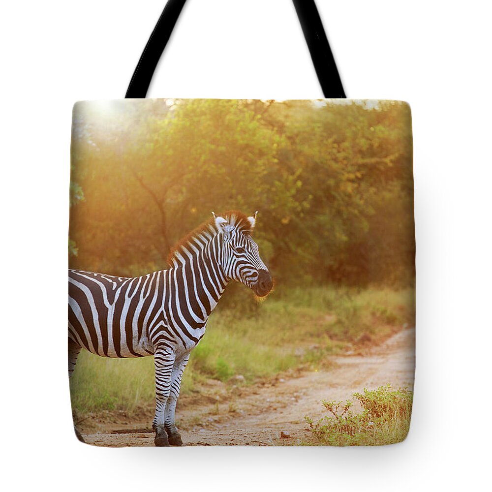 Tropical Rainforest Tote Bag featuring the photograph Zebra by Luoman