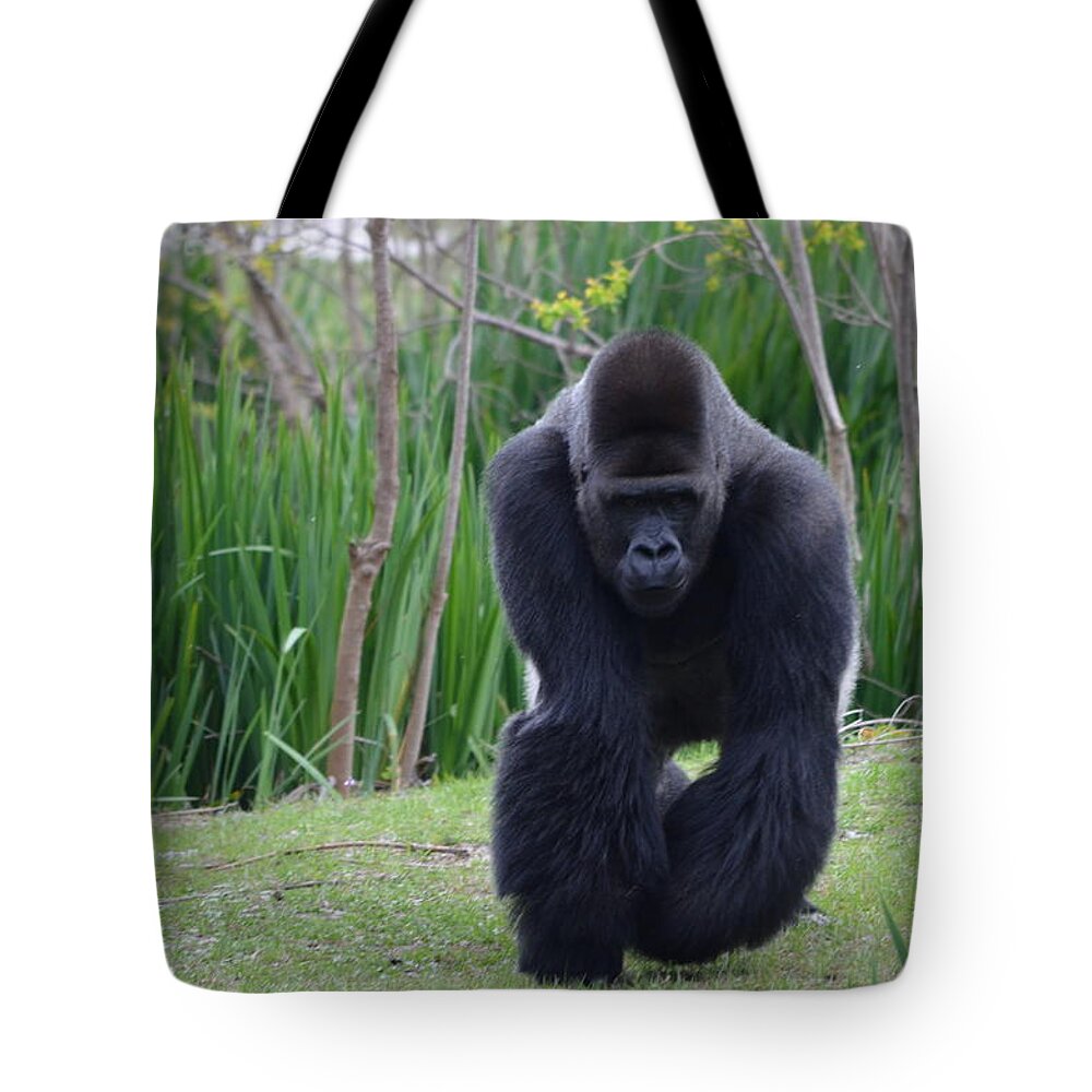 Male Tote Bag featuring the photograph Zootography of Male Silverback Western Lowland Gorilla on the Prowl by Jeff at JSJ Photography