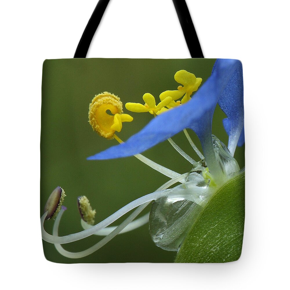 Slender Dayflower Tote Bag featuring the photograph Close View Of Slender Dayflower Flower With Dew by Daniel Reed