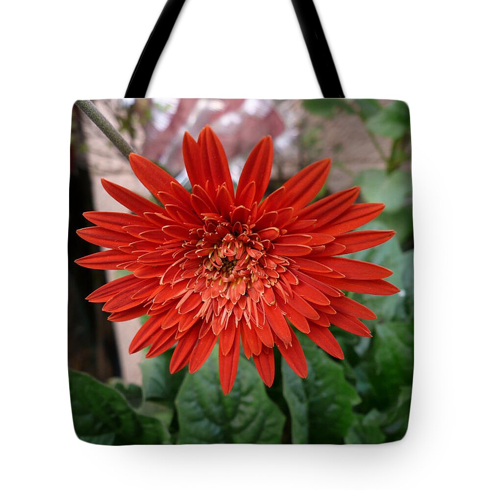 Beautiful Tote Bag featuring the photograph A beautiful red flower growing at home #1 by Ashish Agarwal