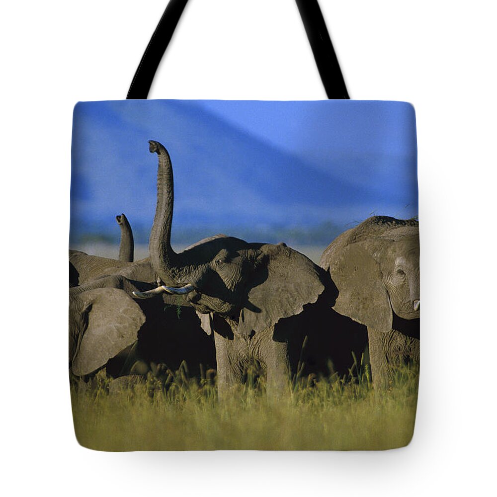 Mp Tote Bag featuring the photograph African Elephant Loxodonta Africana #1 by Tim Fitzharris