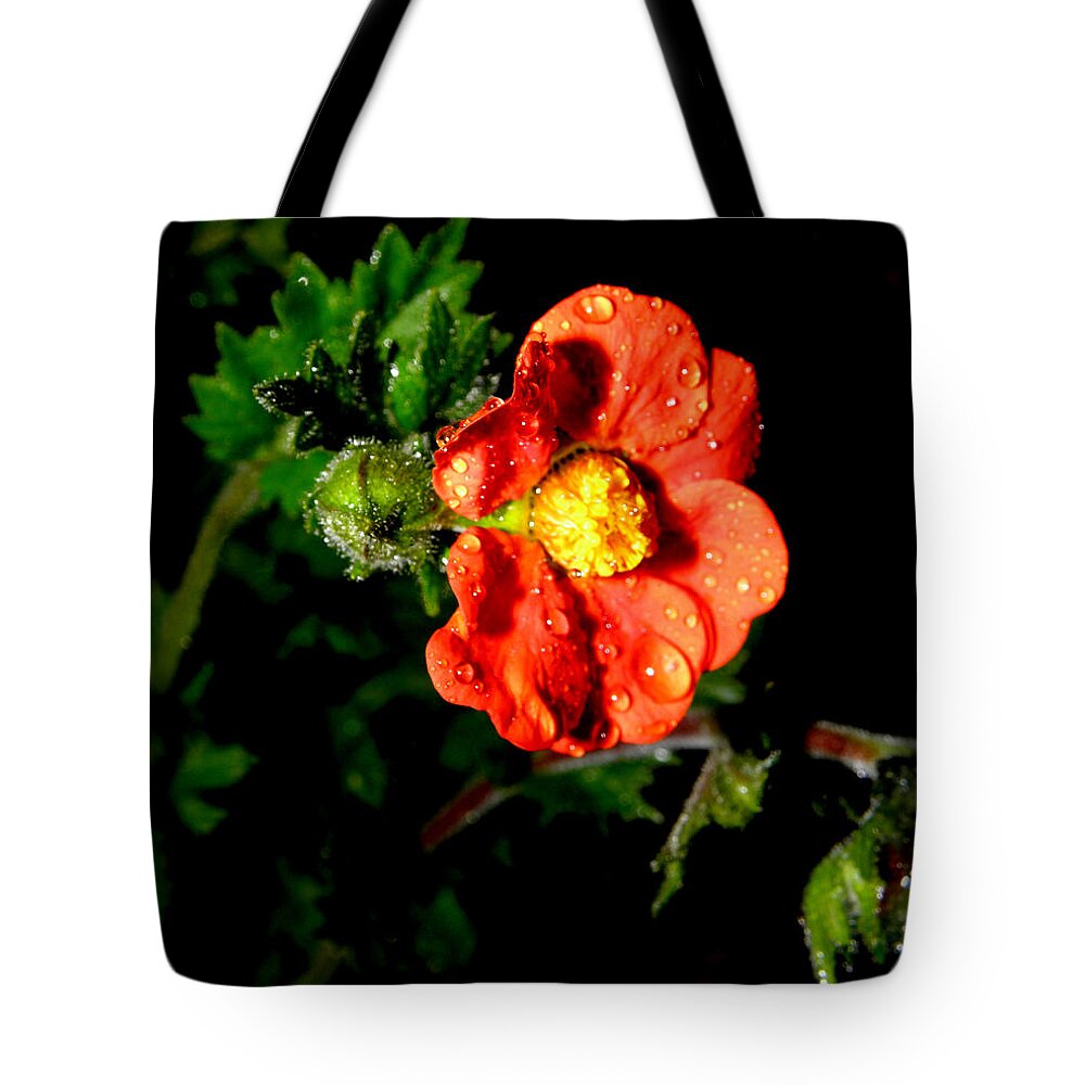 Flower Photography Tote Bag featuring the photograph After The Rain by Kim Galluzzo Wozniak