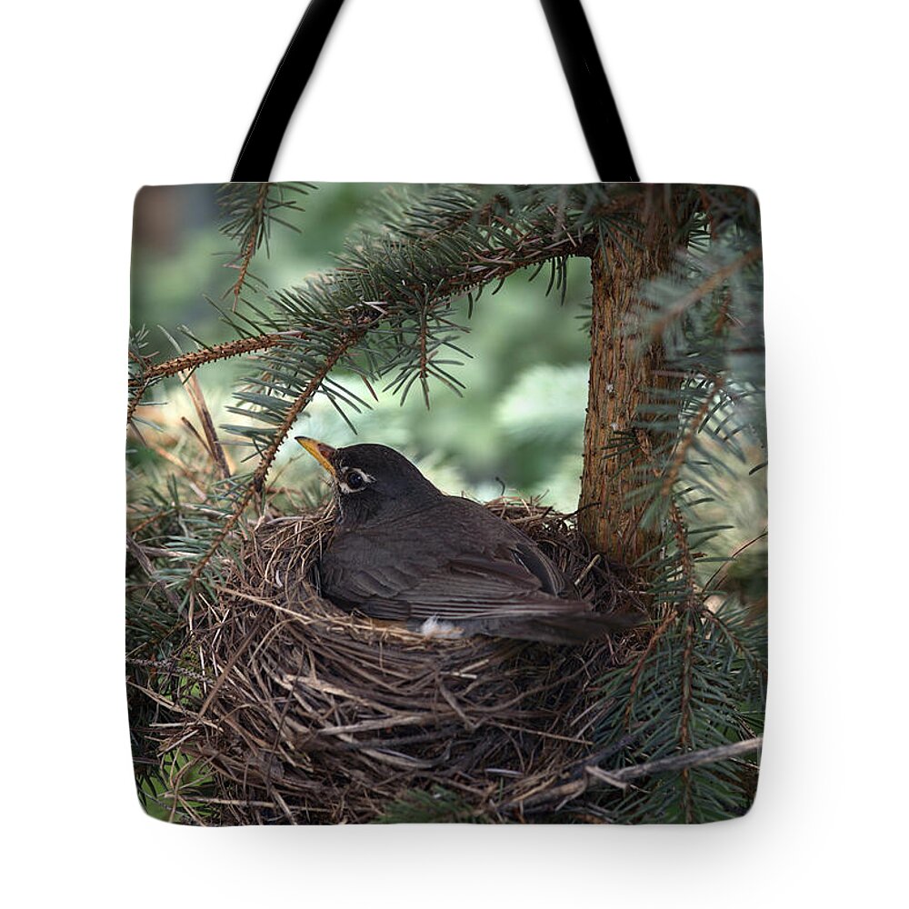 Robin Tote Bag featuring the photograph American Robin #1 by Ted Kinsman