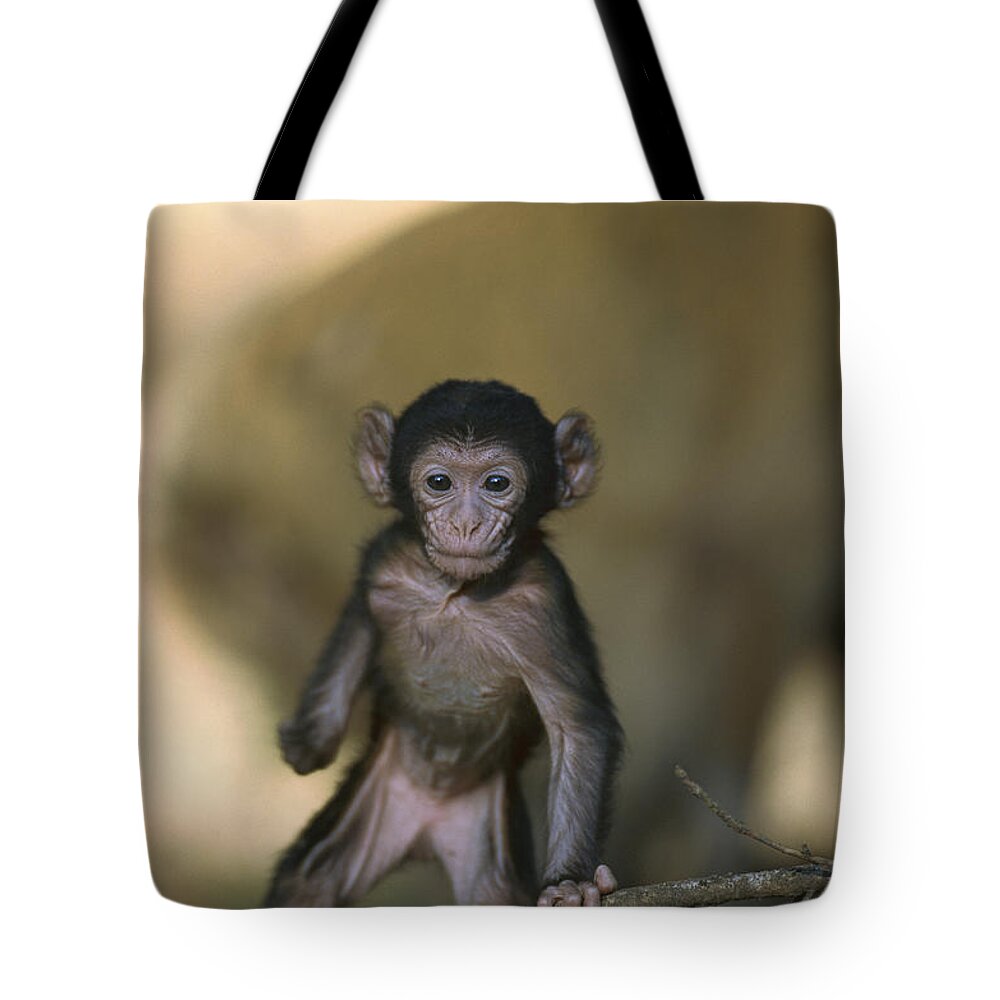 Mp Tote Bag featuring the photograph Barbary Macaque Macaca Sylvanus Infant #1 by Cyril Ruoso
