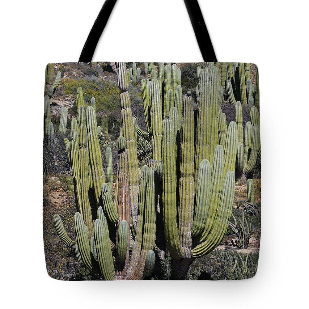 Mp Tote Bag featuring the photograph Cardon Pachycereus Pringlei Cacti #1 by Hiroya Minakuchi
