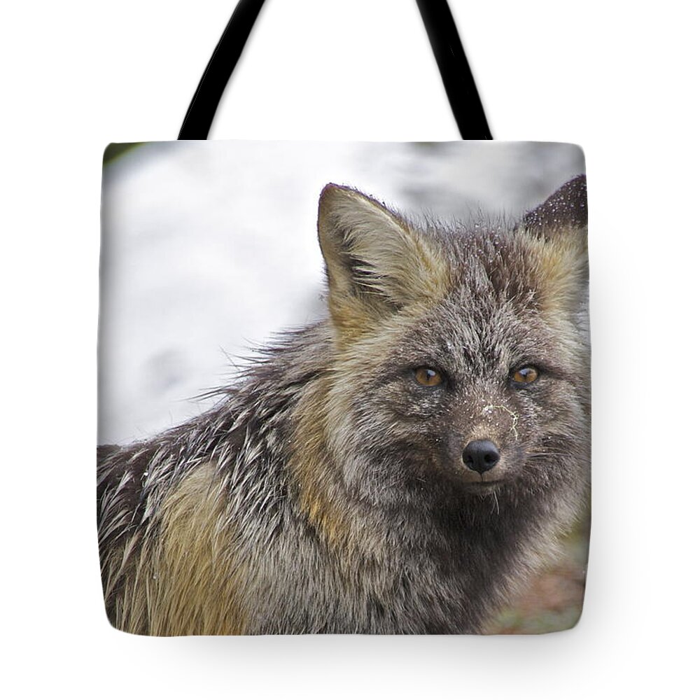 Photography Tote Bag featuring the photograph Cascade Red Fox #1 by Sean Griffin