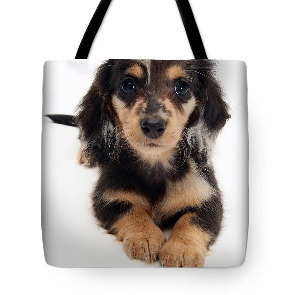 Dachshund Tote Bag featuring the photograph Dachshund Pup by Jane Burton