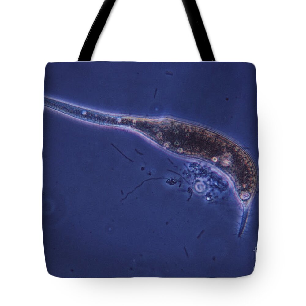 Science Tote Bag featuring the photograph Dileptus Lm #1 by Eric V. Grave
