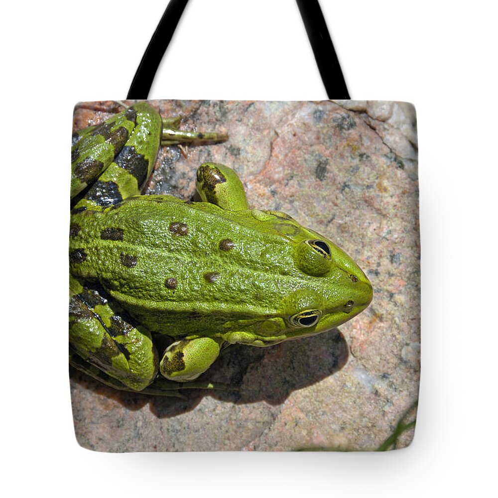 Frog Tote Bag featuring the photograph Green frog #2 by Matthias Hauser