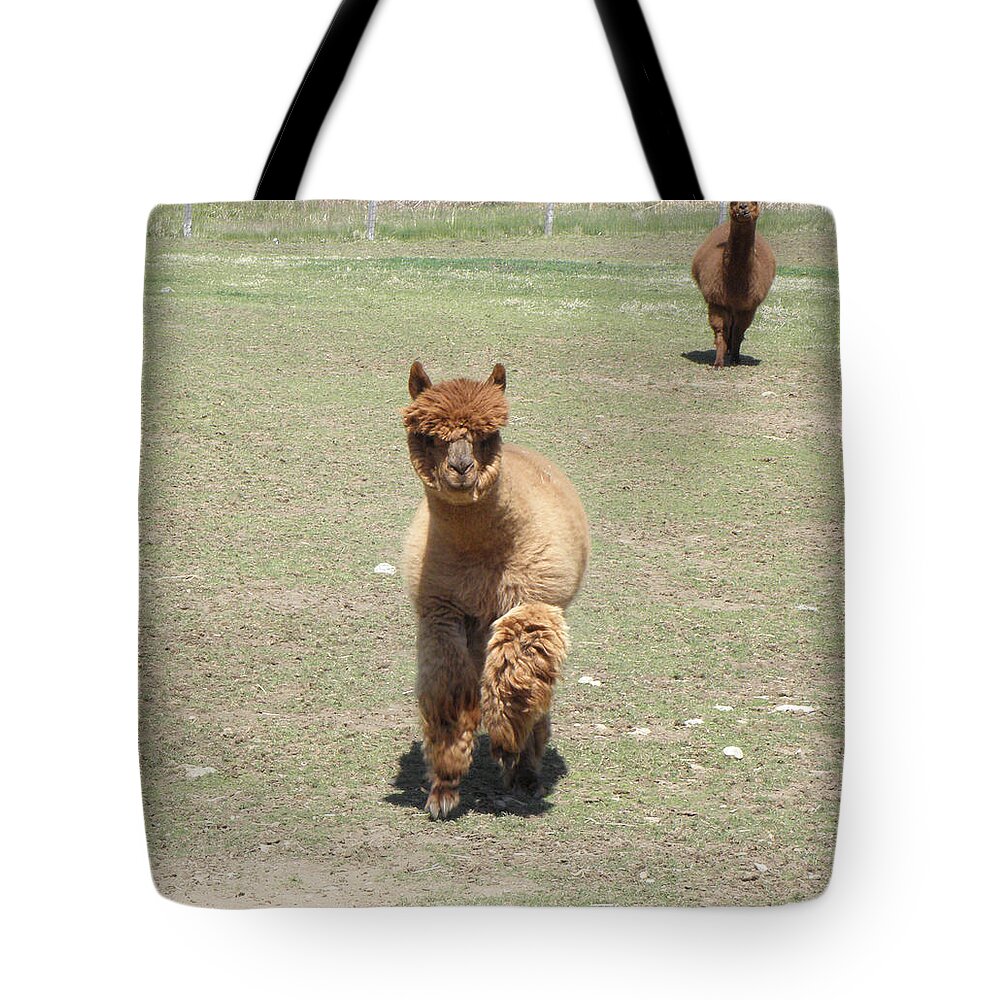 Alpaca Tote Bag featuring the photograph Here we come by Kim Galluzzo Wozniak
