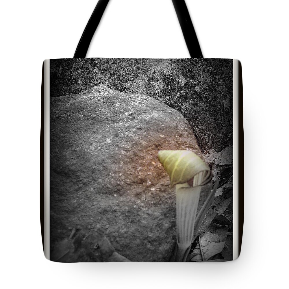 Jack In The Pulpet Tote Bag featuring the photograph Jack #1 by Priscilla Richardson