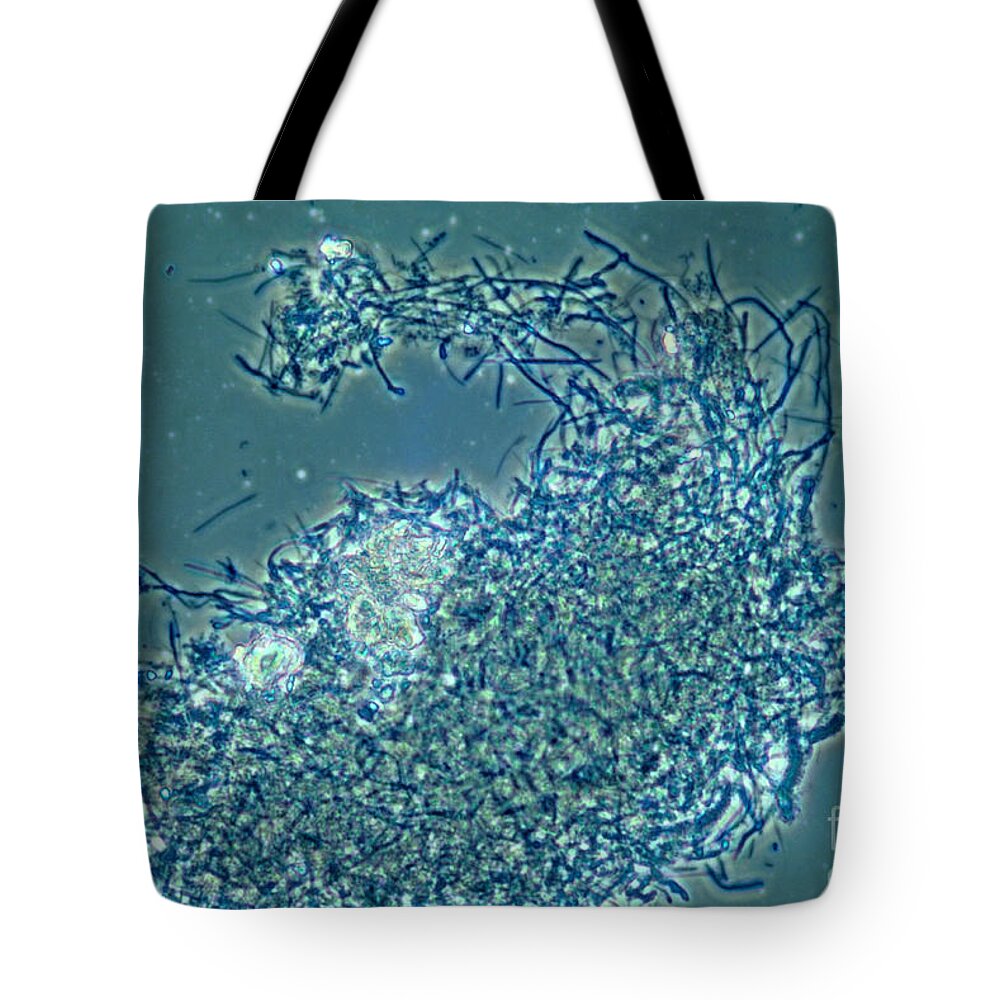 Science Tote Bag featuring the photograph Lactobacillus Sp. Bacteria, Lm #1 by M. I. Walker