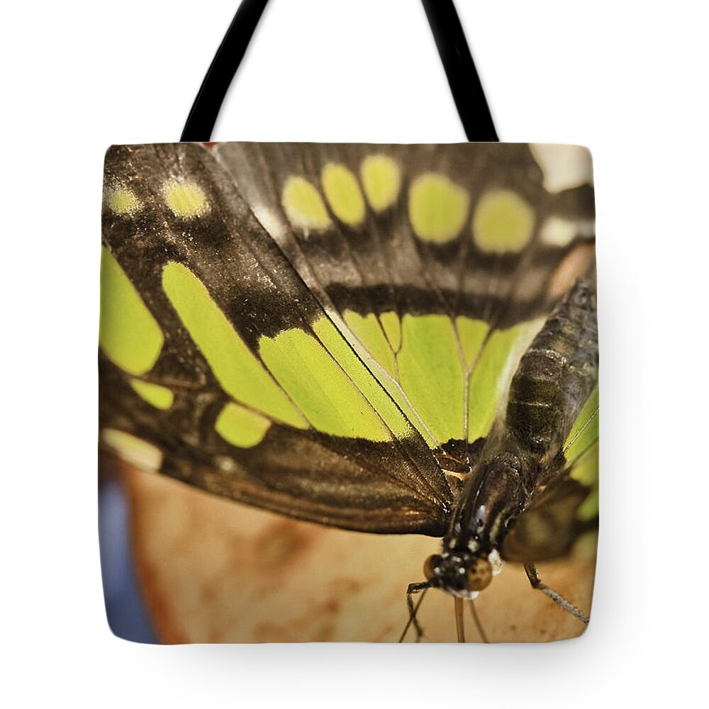 Malachite Tote Bag featuring the photograph Malachite Butterfly #1 by Perla Copernik