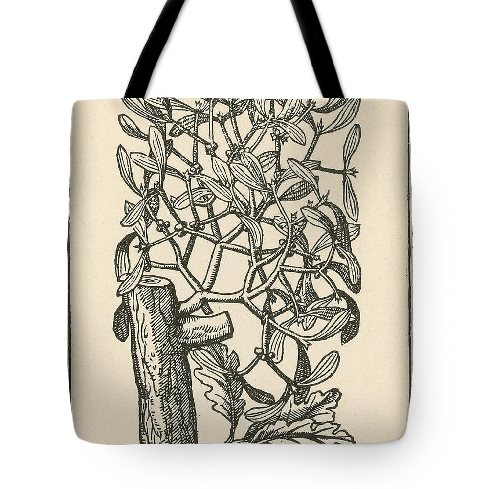 Plant Tote Bag featuring the photograph Mistletoe-Alchemy Plant #4 by Science Source