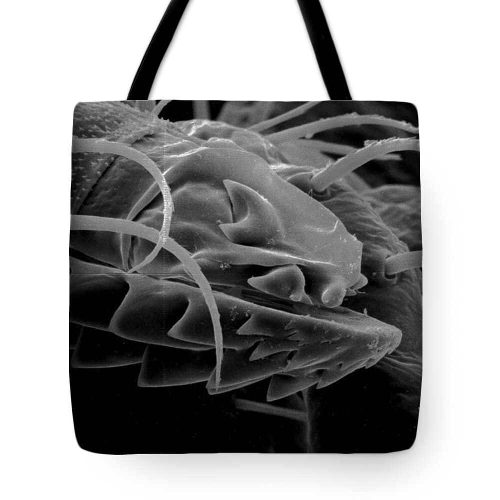 Zoology Tote Bag featuring the photograph Mouth Parts Of Argas Monolakensis Tick #1 by Science Source