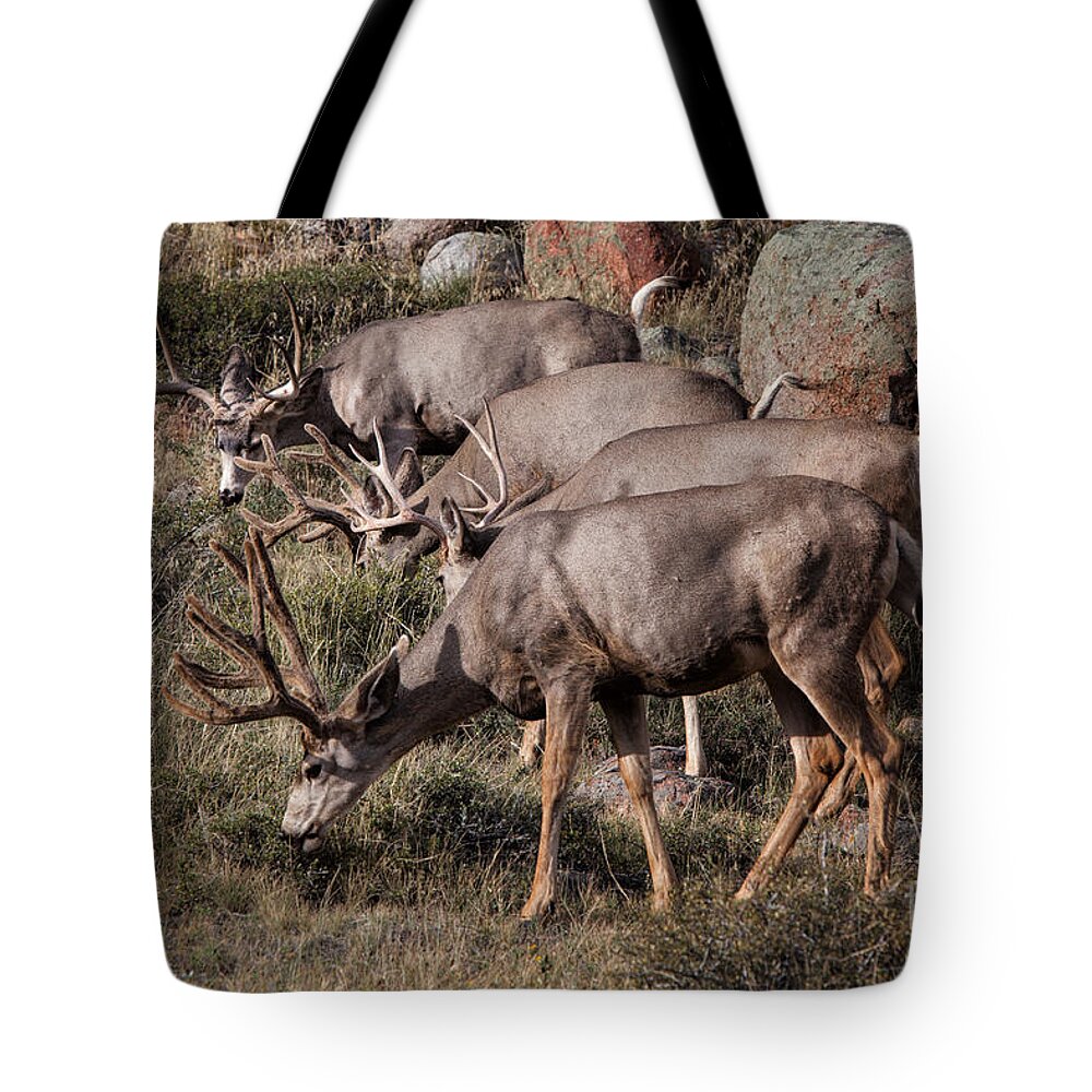2012 Tote Bag featuring the photograph Mule Deer Bucks #2 by Ronald Lutz