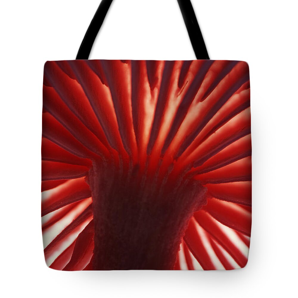 Mp Tote Bag featuring the photograph Mushroom Marcelleina Detail by Jan Vermeer
