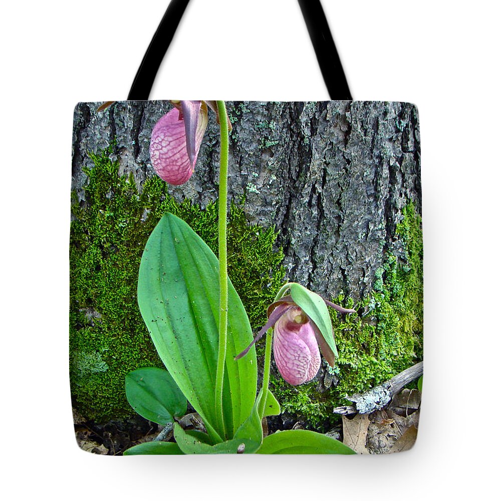 Orchid Tote Bag featuring the photograph Pink Lady's Slipper Orchid - Cypripedium acaule #1 by Carol Senske