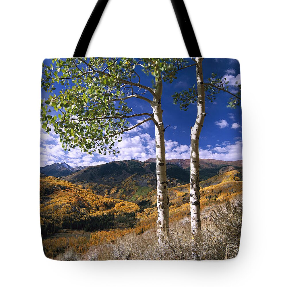 00174988 Tote Bag featuring the photograph Quaking Aspen Trees In Fall Colors #1 by Tim Fitzharris