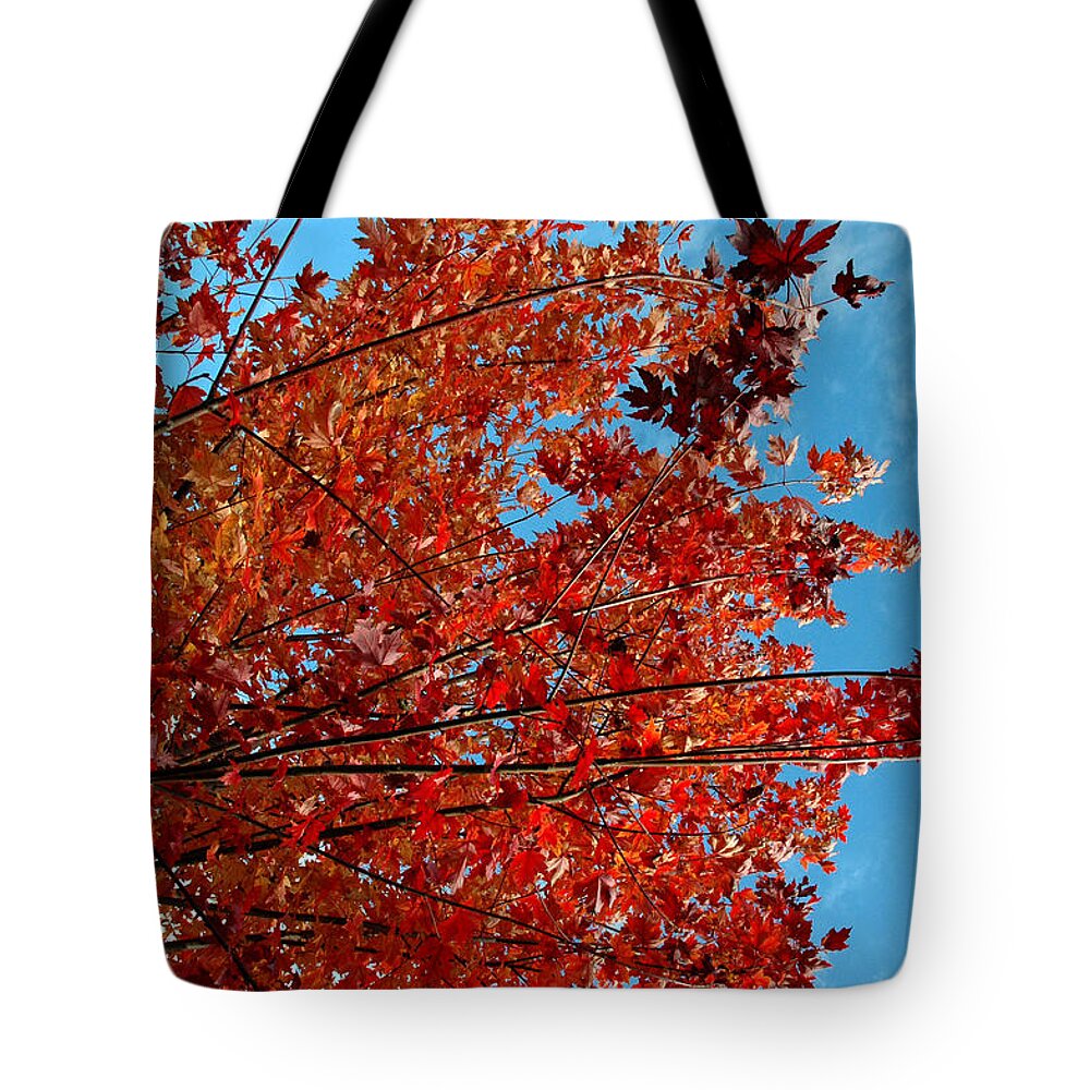 Usa Tote Bag featuring the photograph Reach for the Sky #1 by LeeAnn McLaneGoetz McLaneGoetzStudioLLCcom