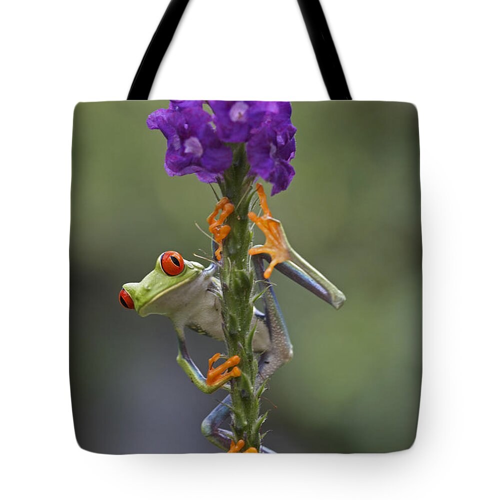 00176420 Tote Bag featuring the photograph Red Eyed Tree Frog Climbing On Flower #1 by Tim Fitzharris